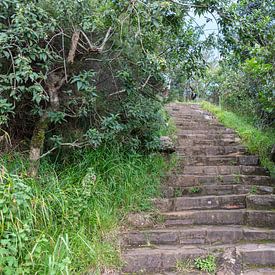 een stenen trap in de natuur met veel groene planten en bomen er omheen van ChrisWillemsen