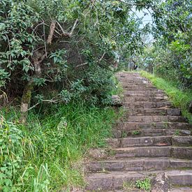 eine Steintreppe auf dem Lande mit vielen grünen Pflanzen und Bäumen drum herum von ChrisWillemsen