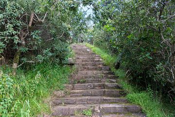 un escalier en pierre dans la campagne avec beaucoup de plantes vertes et d'arbres autour de lui