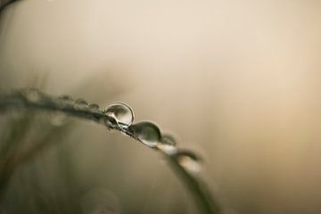 Raindrops by René Jonkhout