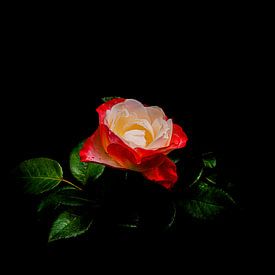De roos, één van de meest symbolische bloemen die we kennen. van foto by rob spruit