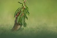 Europäischer Feldhamster von Vienna Wildlife Miniaturansicht