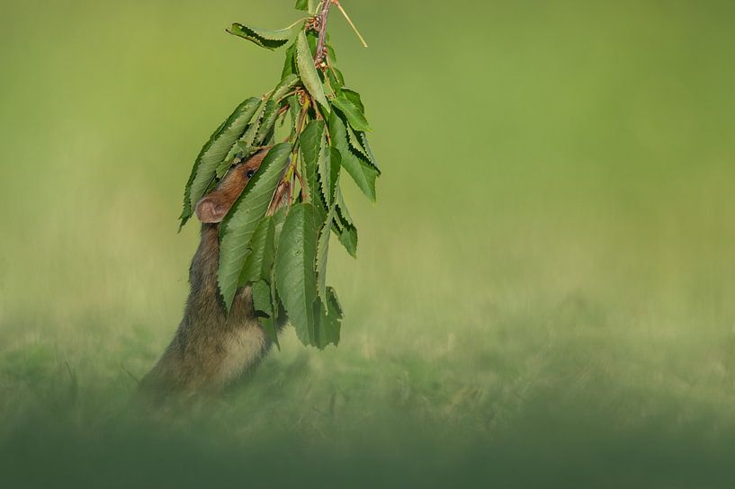 Hamster des champs européen par Vienna Wildlife