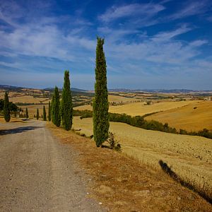 Cyprès en Toscane sur Gerard Oonk