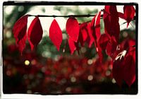 colours of autumn