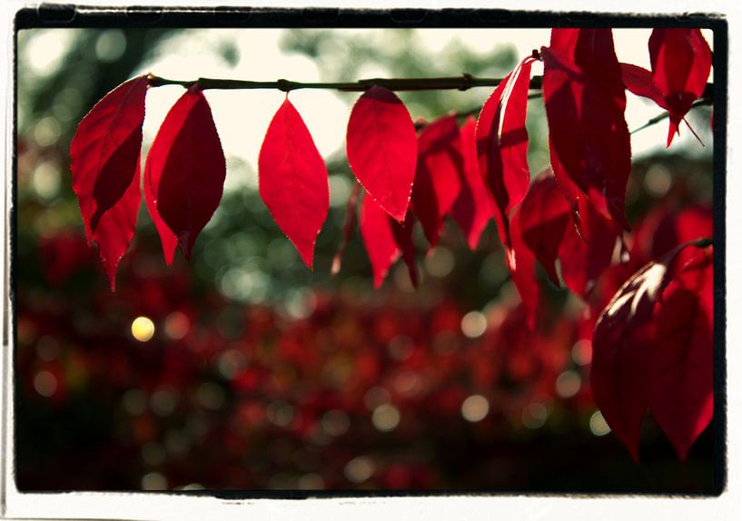 colours of autumn par Francisco de Almeida
