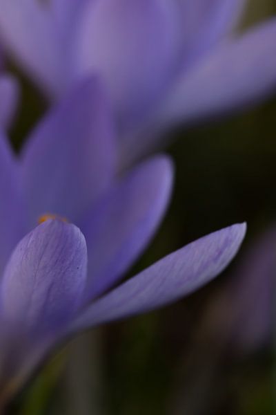 Paarse tekenen van de lente by Christina Bauer Photos