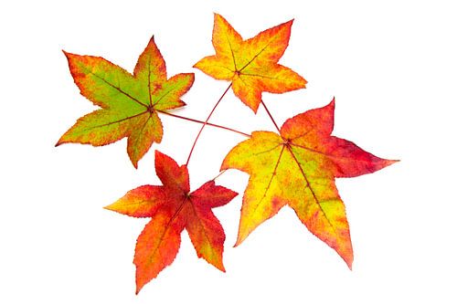 Rode, gele en groene herfst bladeren