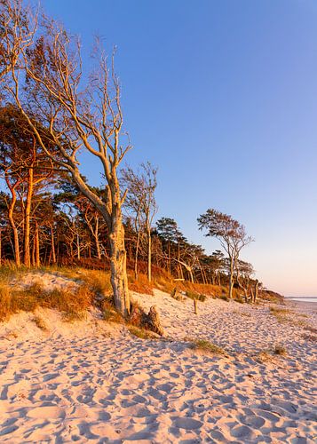 Weststrand op Darss, Duitsland