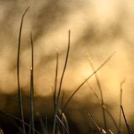 Het lage late warme licht strijkt over het gras van Miranda Palinckx
