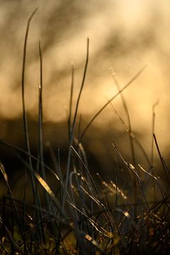 La lumière basse, chaude et tardive frappe l'herbe sur Miranda Palinckx