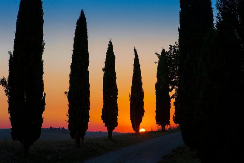 Cipressenlaan, zonsondergang. von Rens Kromhout