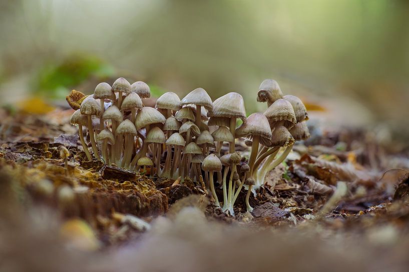 Paddenstoelen groeien op de grond van een loofbos in de herfst van Mario Plechaty Photography