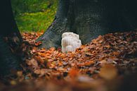 Perücke zwischen den Bäumen zwischen den Herbstblättern von Fotografiecor .nl Miniaturansicht