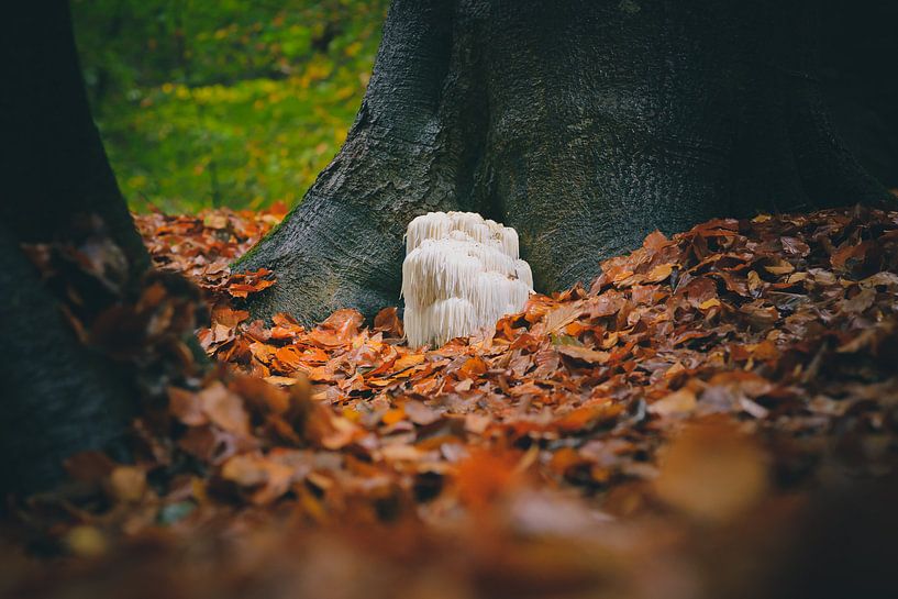 Perücke zwischen den Bäumen zwischen den Herbstblättern von Fotografiecor .nl