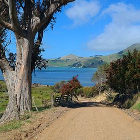 New Zealand - the Weir Road on the Otago Peninsula van Gerold Dudziak
