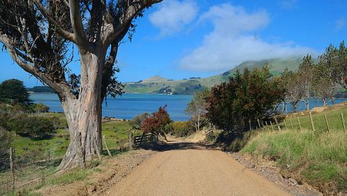 Neuseeland - die Weir Roud auf der Otago Peninsula