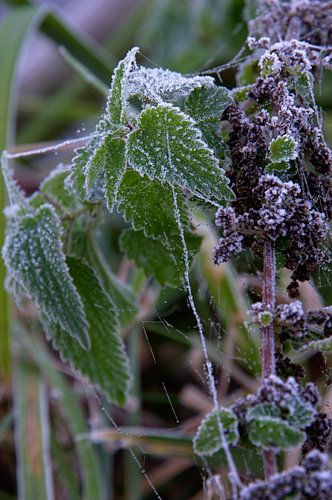Buiten in de kou von Geert Jan Klinkhamer