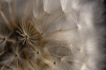 Fluff of a dandelion in the light by Marjolijn van den Berg