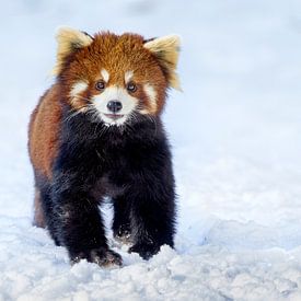 Portret van kleine panda in de sneeuw van Lennart Verheuvel