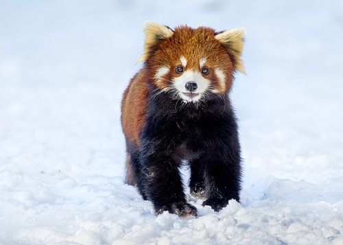 Portrait d'un panda roux dans la neige. sur Lennart Verheuvel
