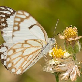 Butterfly ((Belenois aurota) on a flower. sur Jaco Visser