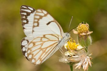 Vlinder ((Belenois aurota) op een bloem.