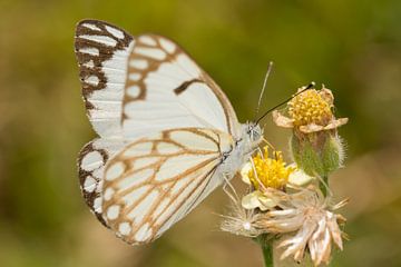 Butterfly ((Belenois aurota) on a flower. von Jaco Visser