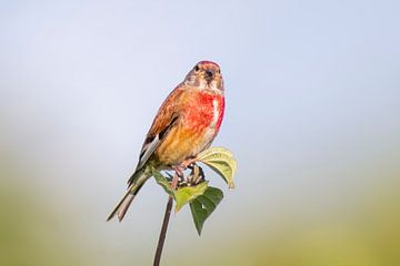 Le mâle de la linotte mélodieuse est assis sur une branche entre des feuilles. sur Mario Plechaty Photography