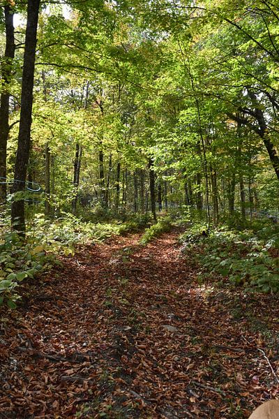 Ein Weg im Wald im Herbst von Claude Laprise