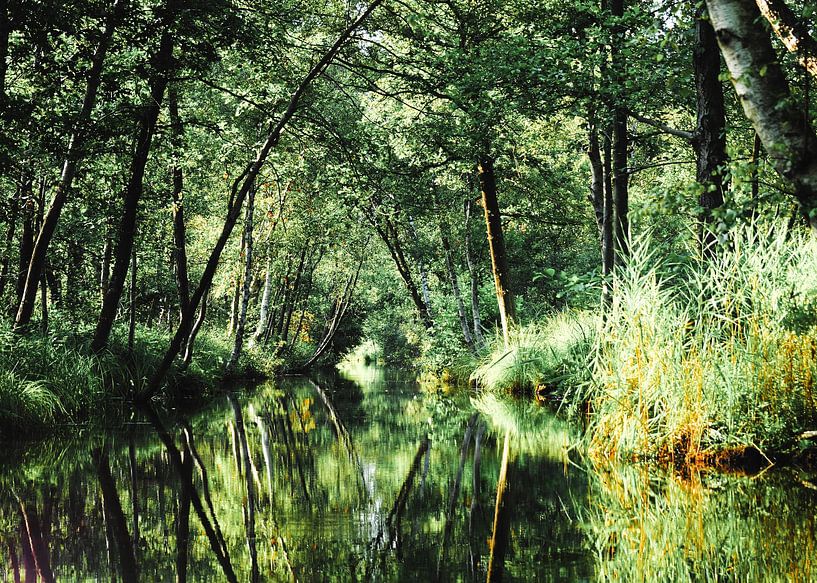 Ein verwunschenes Naturschutzgebiet von Janny Talhout
