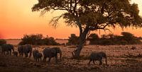 Zonsondergang Etosha National Park van Kelly Baetsen thumbnail