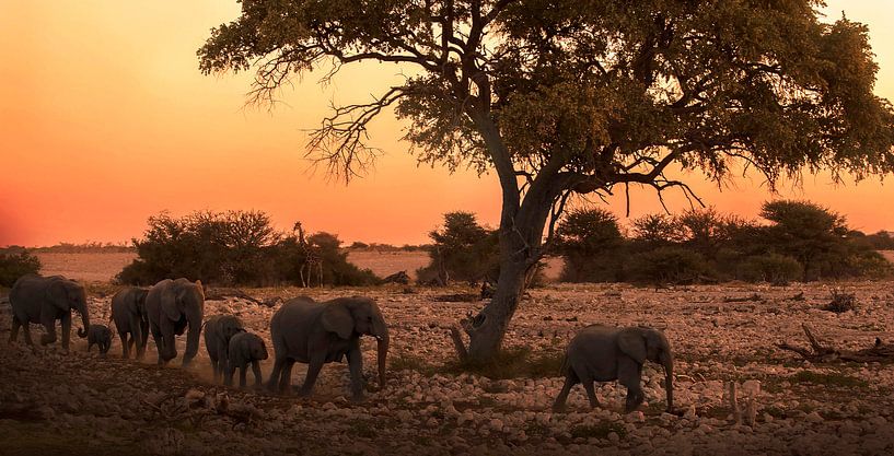 Zonsondergang Etosha National Park van Kelly Baetsen