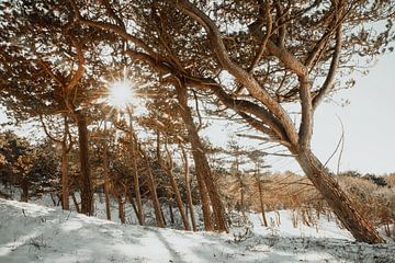 Winterbos met zonnestralen van Yanuschka | Noordwijk Fine Art Fotografie
