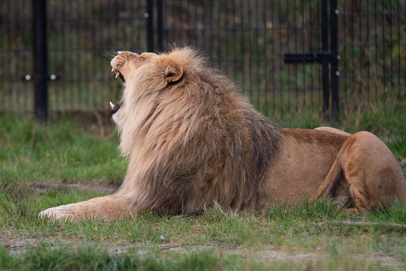 King of the Animals by Michel Van Giersbergen