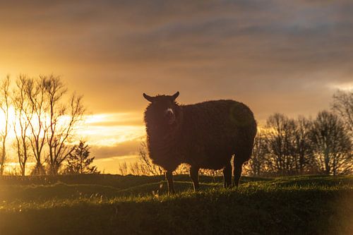 Schaap bij zonsondergang