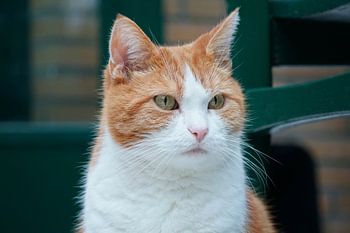 Chat à l'attitude royale