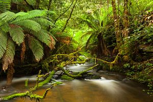 Australien Farn - Paradies - Tasmaniens Regenwald von Jiri Viehmann