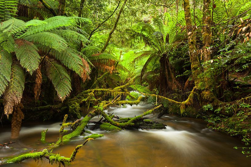 Australien Farn - Paradies - Tasmaniens Regenwald von Jiri Viehmann