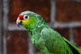 Costa Rica – wo Natur, Abenteuer und pure Schönheit aufeinander treffen
