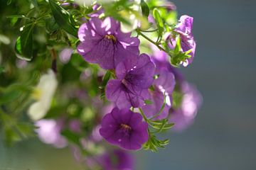 Paarse bloemen van Joke Beers-Blom