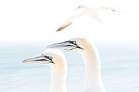 Northern gannet (Morus bassanus), Helgoland, Germany van Ed van Loon thumbnail