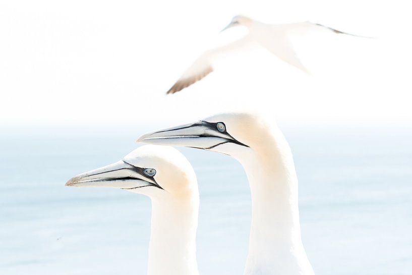 Northern gannet (Morus bassanus), Helgoland, Germany van Ed van Loon