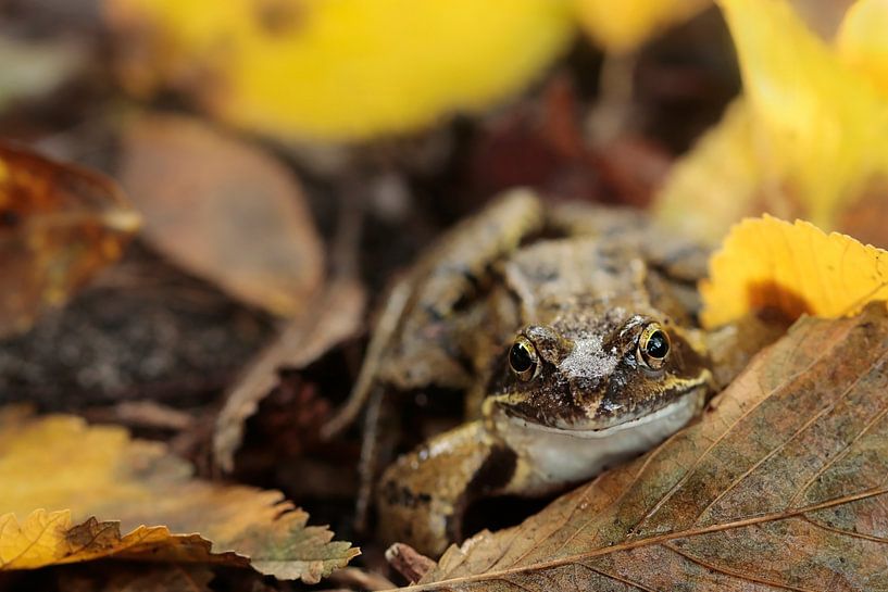 Kikker tussen het blad 2 par Natuurfotografie_simoneopdam