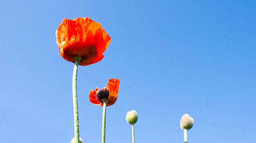 mohn von Liv ter Riet