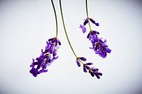Lavendel