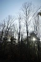 Rising sun in forest