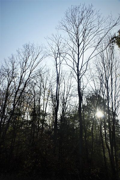 Le soleil levant dans la forêt par JM BilderBude
