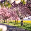 Des cerisiers en fleurs au bord de la route sur Oliver Henze