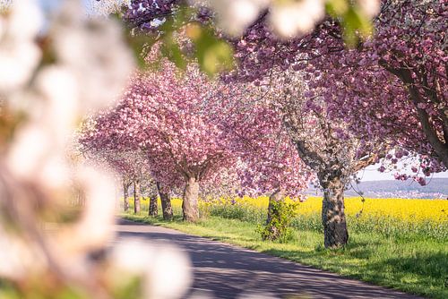 Des cerisiers en fleurs au bord de la route
